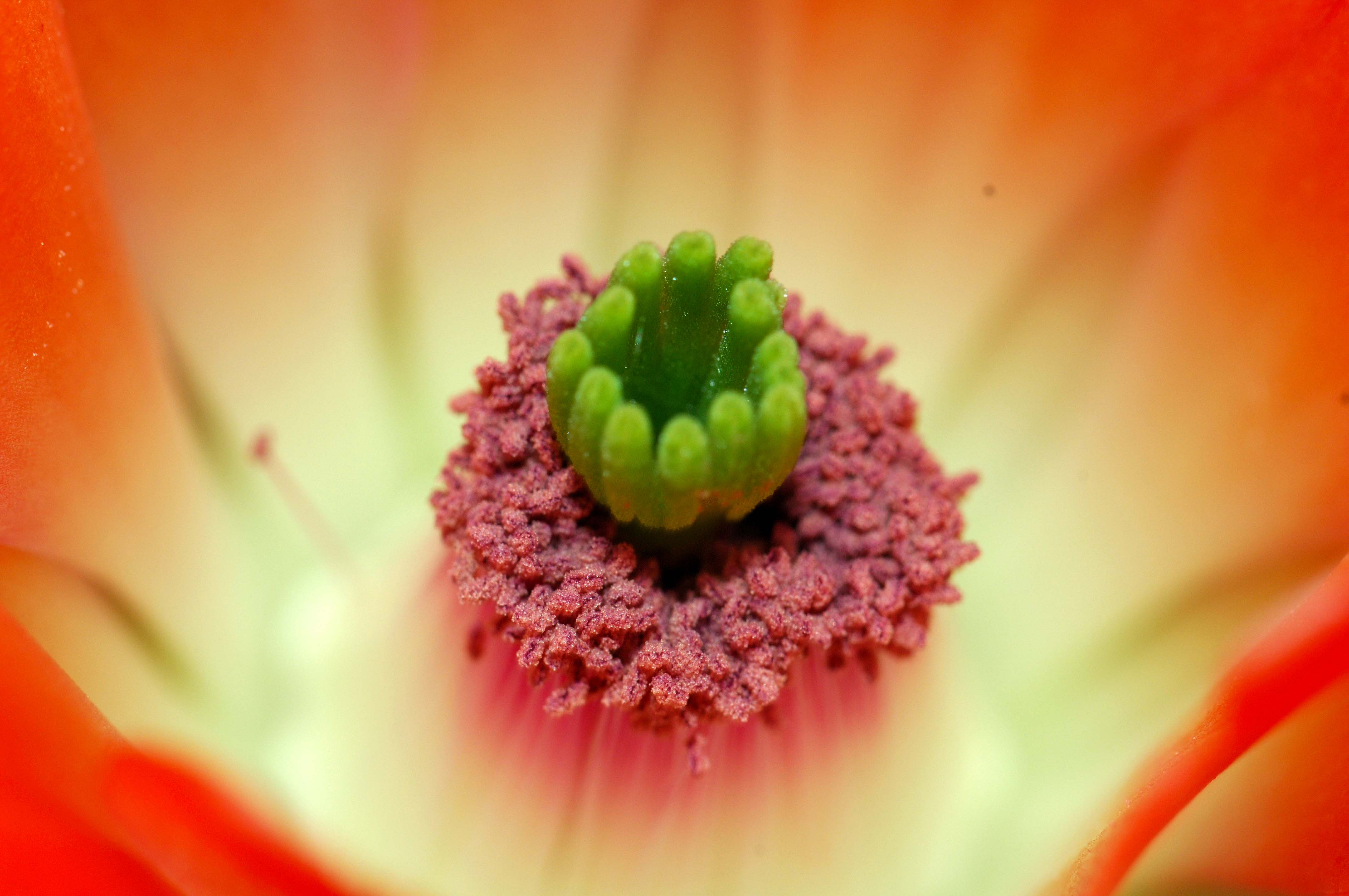 cactusflower